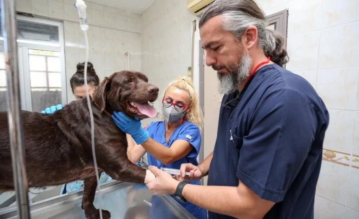 Bursa’da ilk kez bir köpek, bu tedaviyle sağlığına kavuştu