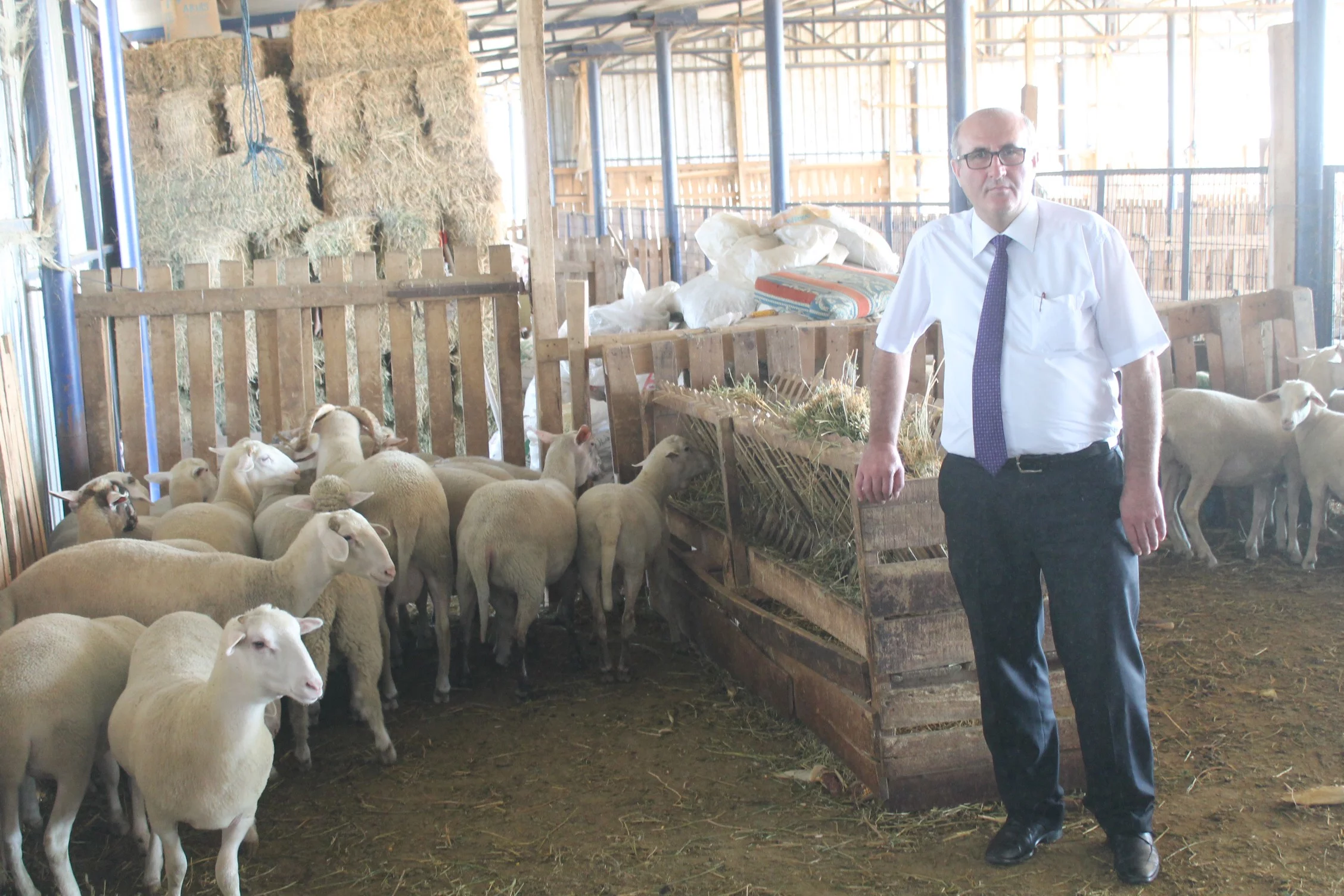 Bursa’da özel bir koyun ırkı geliştiriliyor