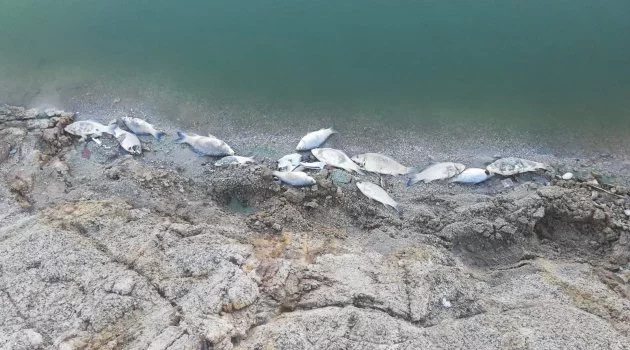 Büyükorhan’da toplu balık ölümleri korkuttu
