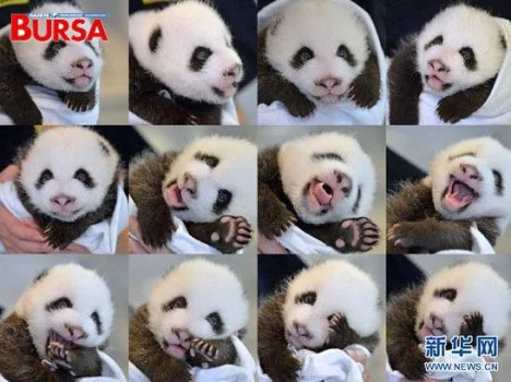 Çin’de yılın ikinci ikiz pandaları doğdu