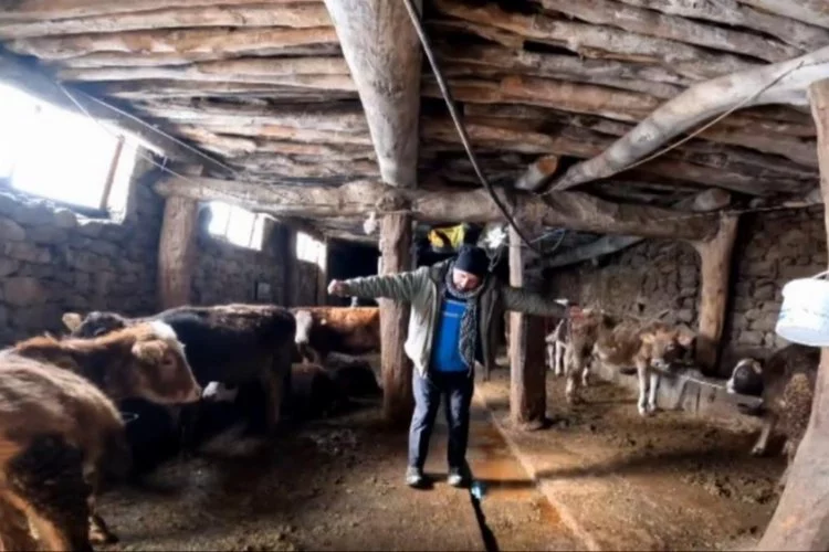 ‘Dilber’ şarkısı ile ineklerin süt verimini artırdı