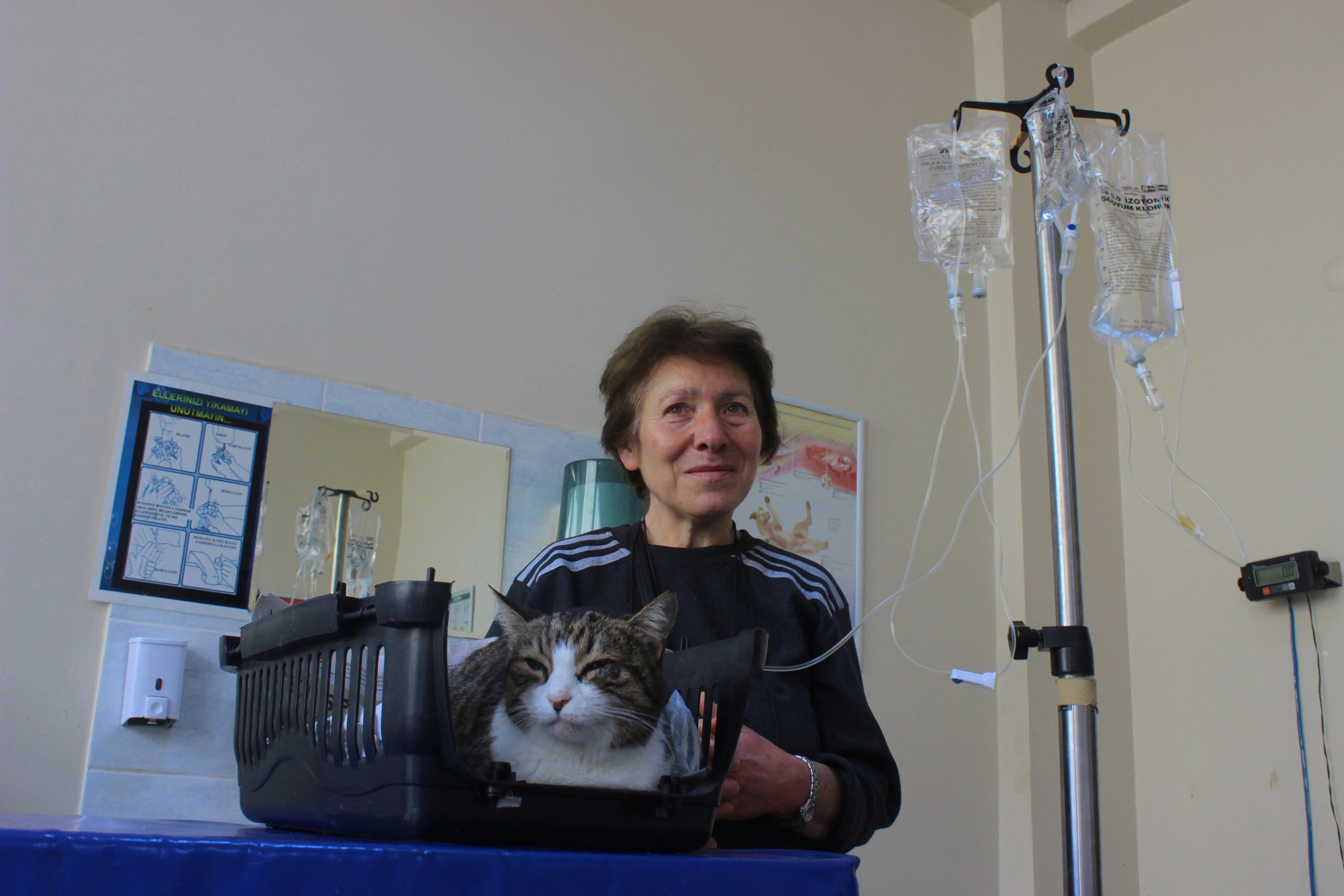 Diyabetli kedisini tedavi ettirmek için onlarca kilometre yol kat ediyor