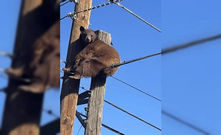 Elektrik direğinin tepesinde mahsur kalan ayı kurtarıldı