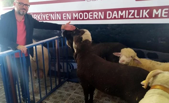 Festivalde Türk Merinos koyununa yoğun ilgi