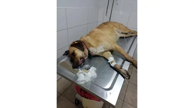 Finike'de ölü bulunan 7 köpekte zehirlenme şüphesi