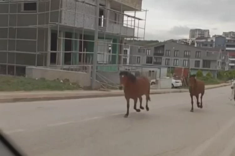 Gören gözlerine inanamadı, başıboş atlar cadde üzerinde dörtnala koştu