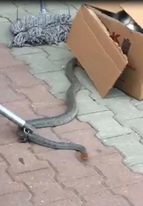 İki metrelik yılan fabrikada dehşet saçtı