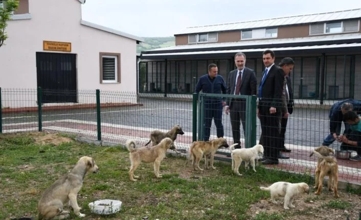 İnegöl'de bin 380 köpek kısırlaştırıldı, 3 bin 161 hayvan tedavi edildi