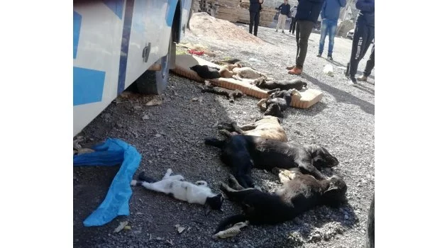 İzmir'de zehirli et verilen 9 köpek ve 3 kedi öldü