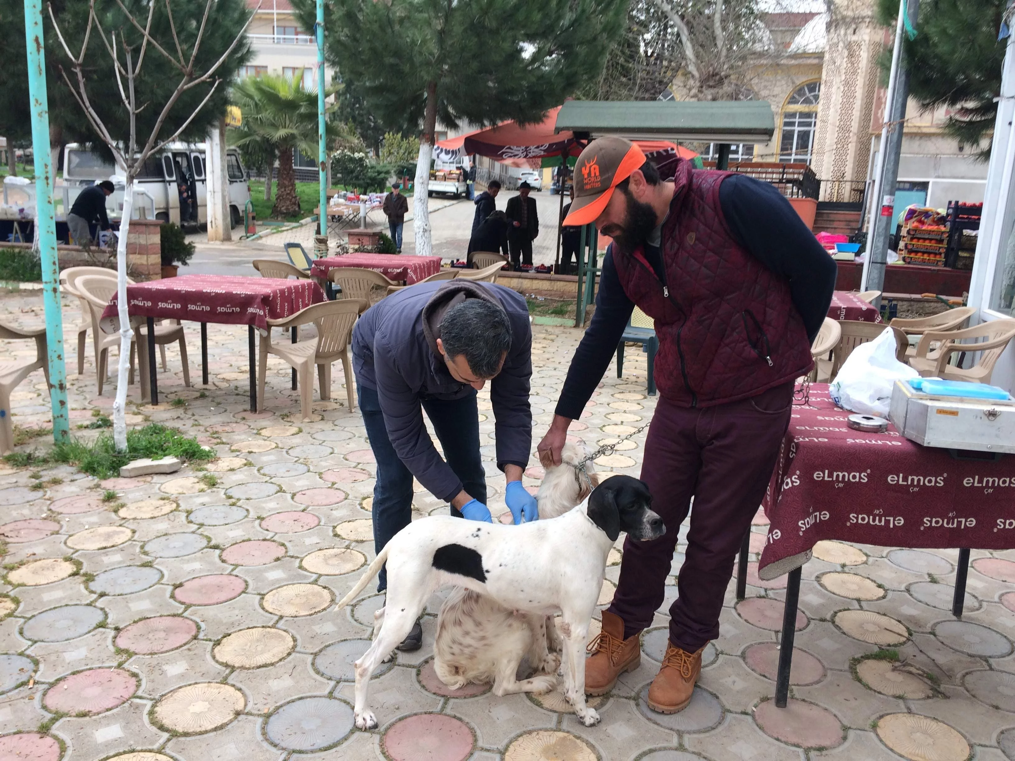 İznik’te köpeklere kuduz aşısı