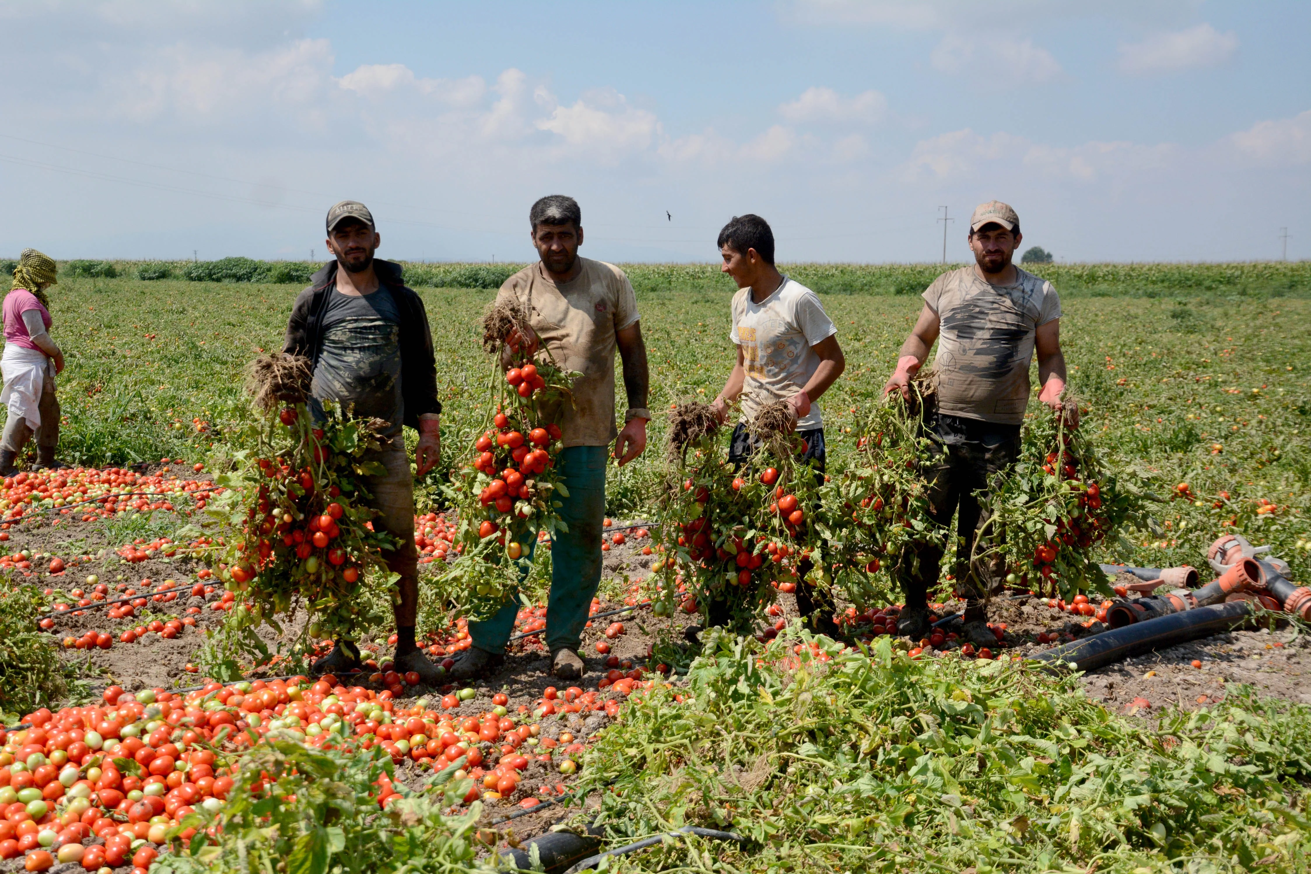 Karacabey Ovası’nda domates hasadı başladı