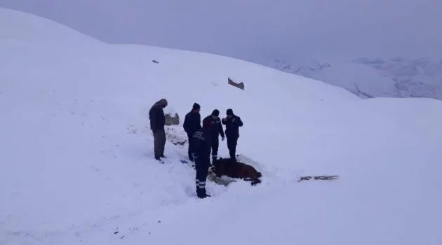 Karda mahsur kalan at, donmak üzereyken kurtarıldı