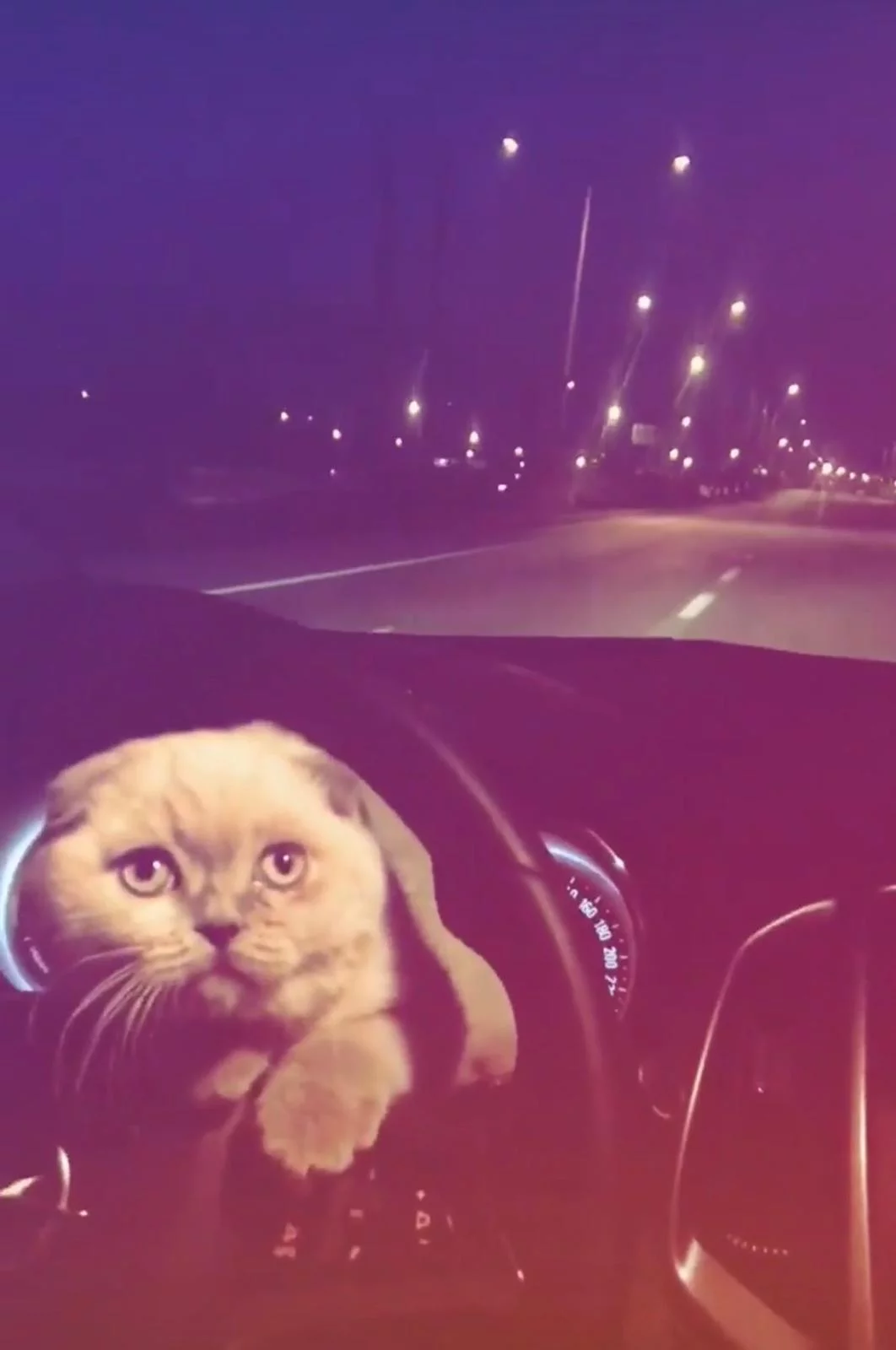 Kedisini otomobilin direksiyonuna koyarak yolculuk yaptı
