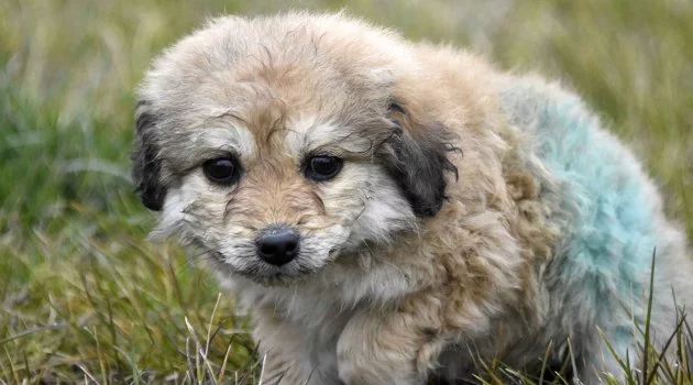 Kerpiç evin enkazından kurtarılan yavru köpek 'Mucize' korumaya alındı
