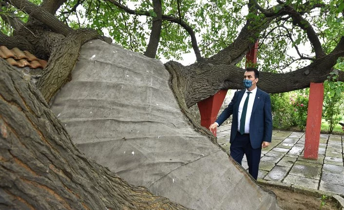 Kosova’daki Tarihi Ağacı Osmangazi Yaşatıyor