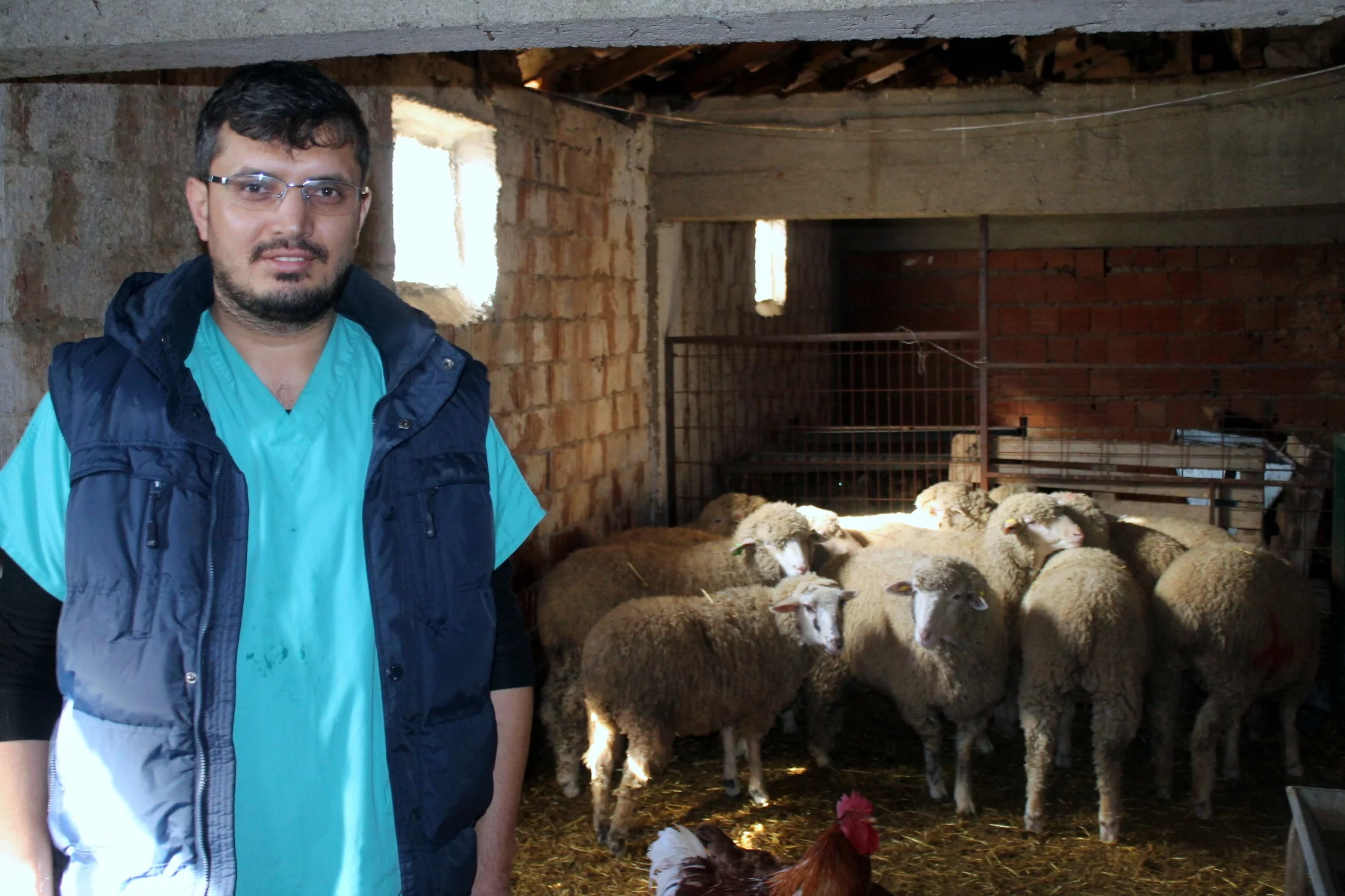 Koyunlara ultrasonlu gebelik kontrolü
