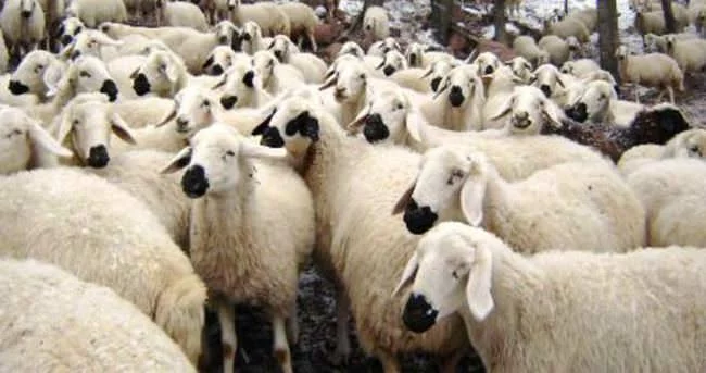 Kurbanlık koyunları çaldılar