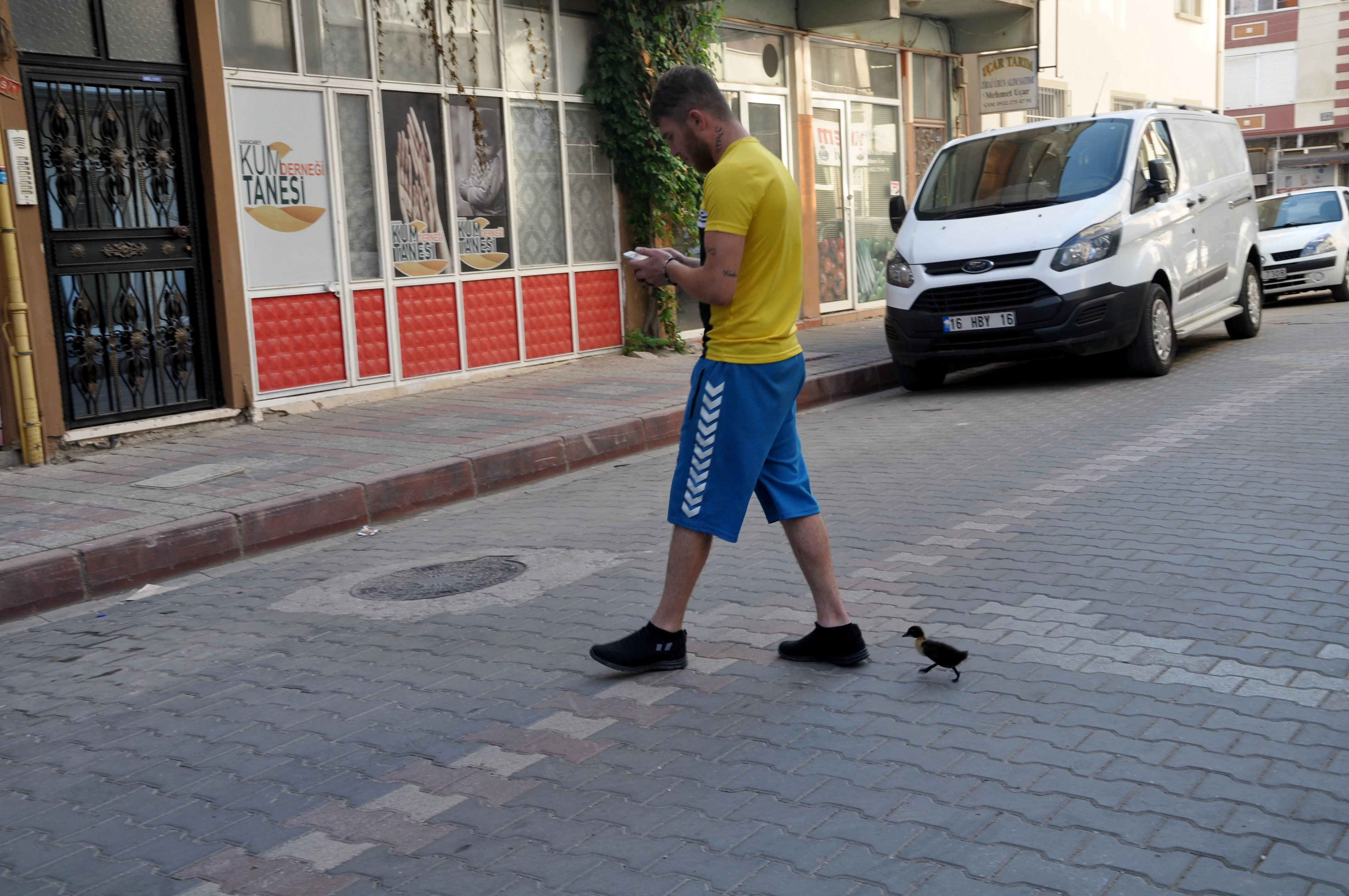 Minik ördek sahibiyle caddelerde gezip kahveye gidiyor