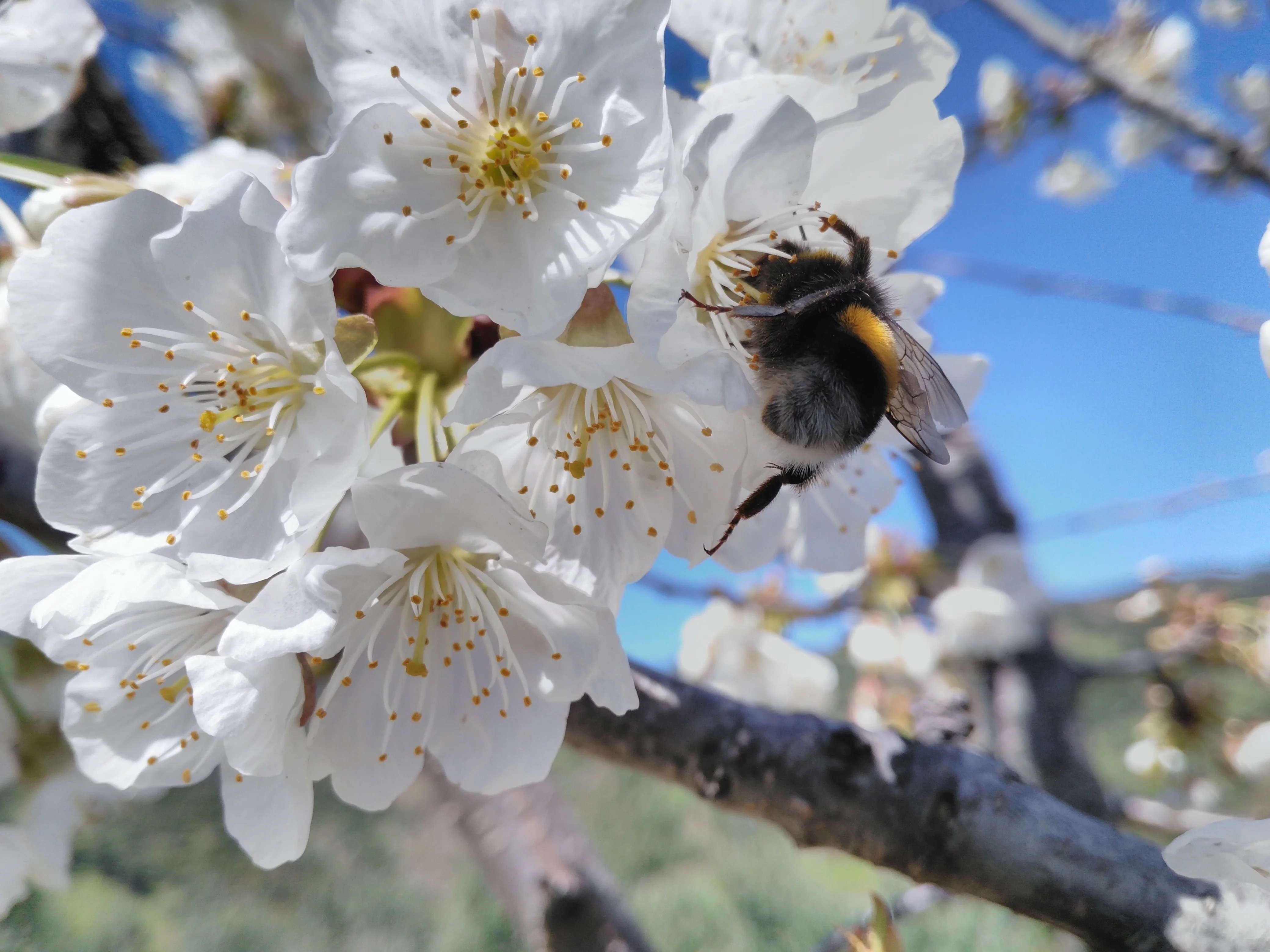 Mudanya'da arı yetiştiriciliği kursu