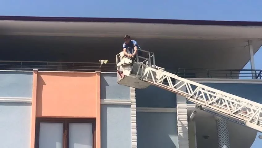 Papağan 'Ciguli', komşunun balkonuna kaçtı