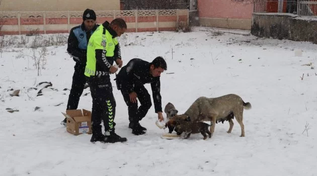 Polisler, sokak hayvanlarını doyurdu