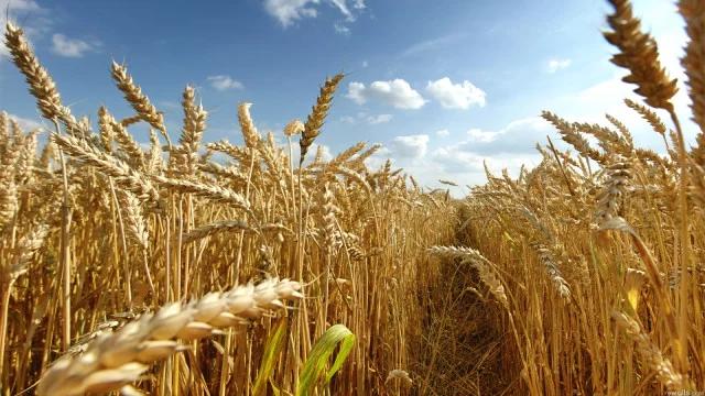 Rusya: Türkiye'nin Tarım Ürünleri Kısıtlamalarına Karşılık Vereceğiz