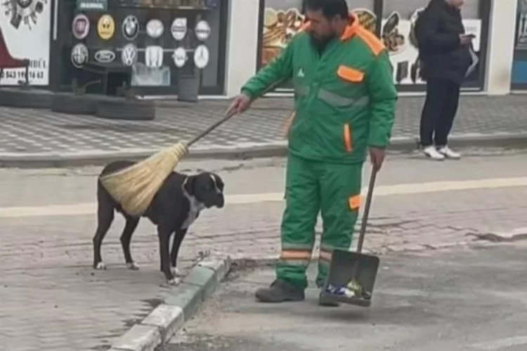 Sokak köpeğinin sırtını süpürge ile temizleyen görevli yüzleri gülümsetti