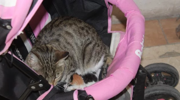Sokak kedisi bebek arabasında doğum yaptı