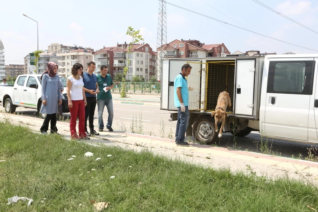 Sokak köpekleri tedavinin ardından doğal yaşama alanlarına kavuştular
