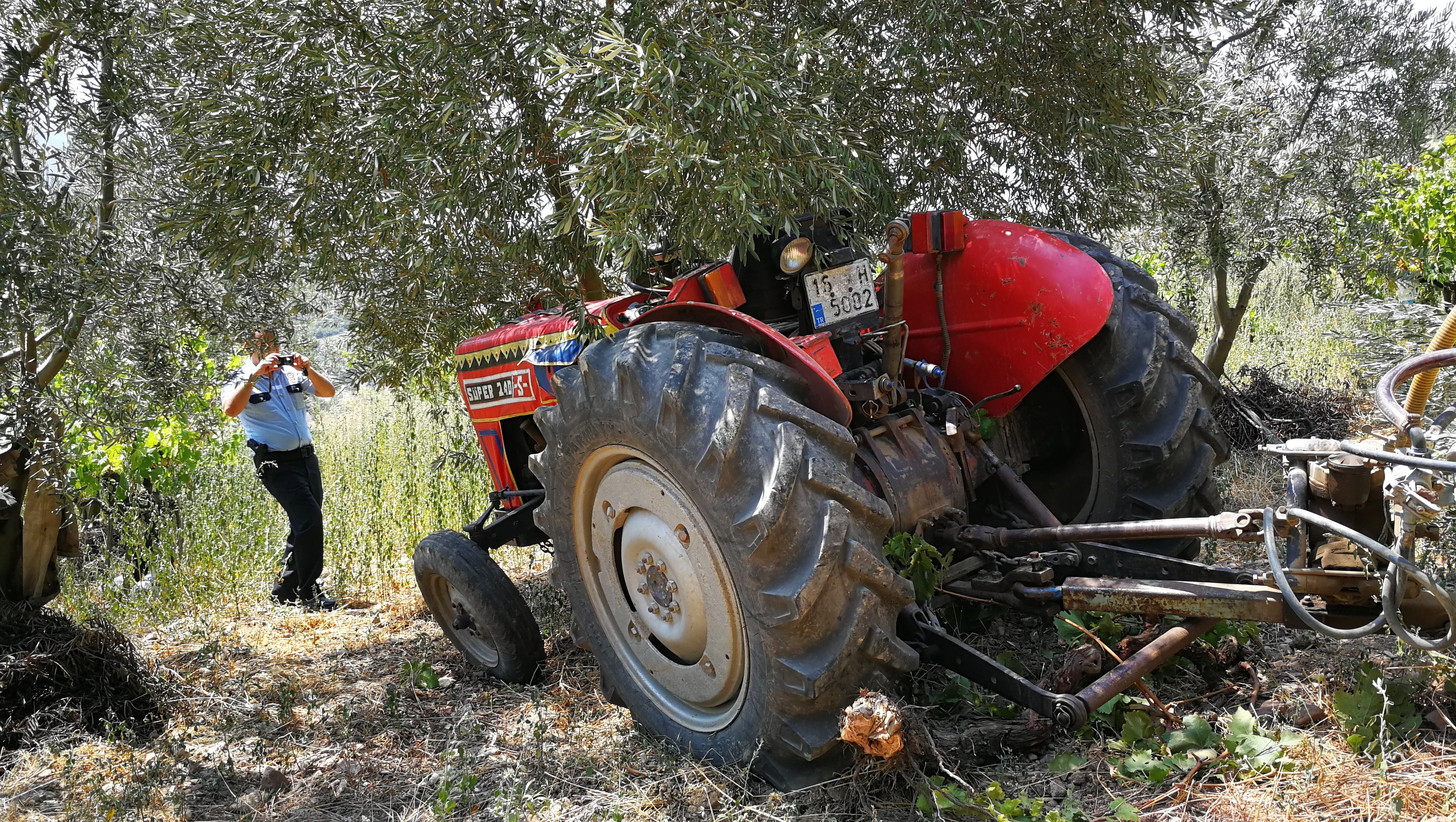 Traktör sürücüsünü zeytin ağacı kurtardı