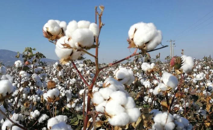 Türkiye’de geliştirilen pamuk tohumu çeşitleri Zambiya’da tescillendi