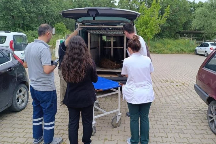 Uludağ'da operasyonla kurtarılan ayının kalça kemiği kırılmış