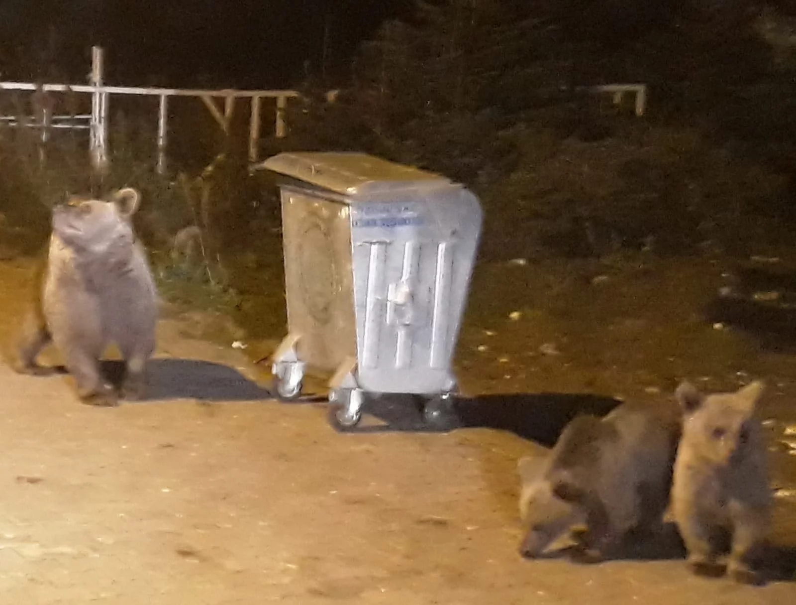 Uludağ'da aç kalan ayı ailesi yerleşime indi, çöp konteynerlerini böyle devirdi