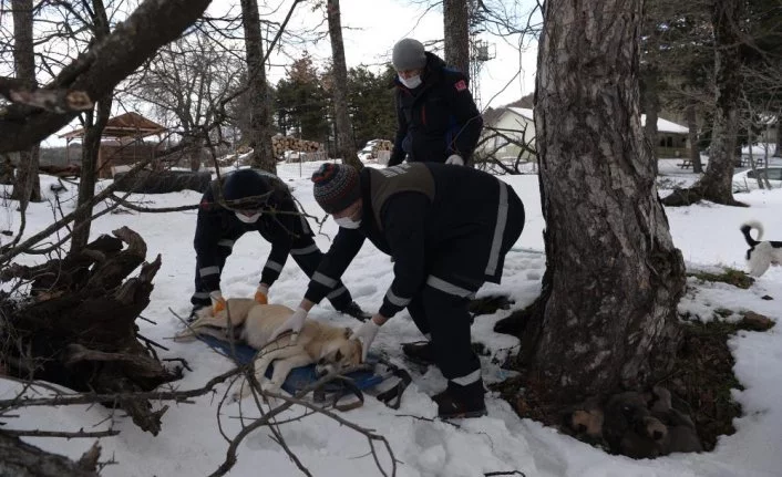 Uludağ'da donmak üzere olan anne ve 7 yavrusu böyle kurtarıldı