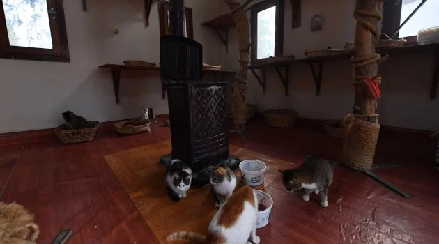 Villaların Sahibi Kediler