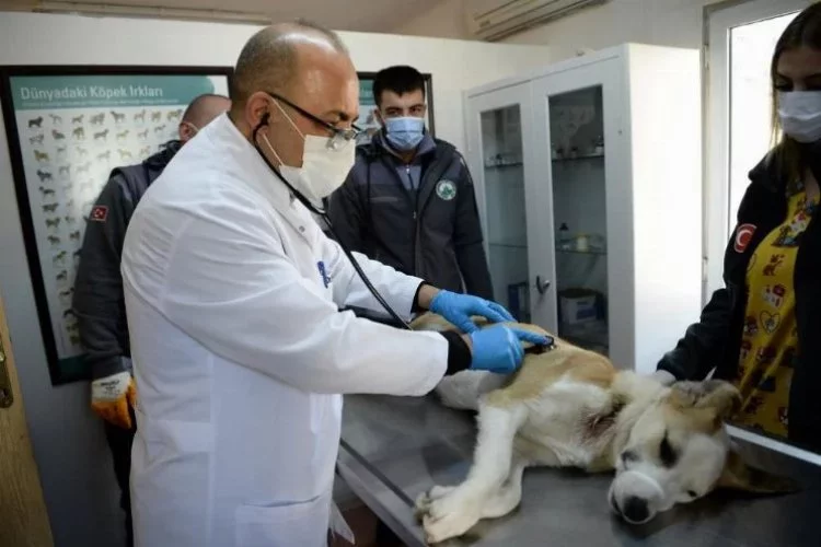 Yaralı köpek Osmangazi'de sağlığına kavuştu