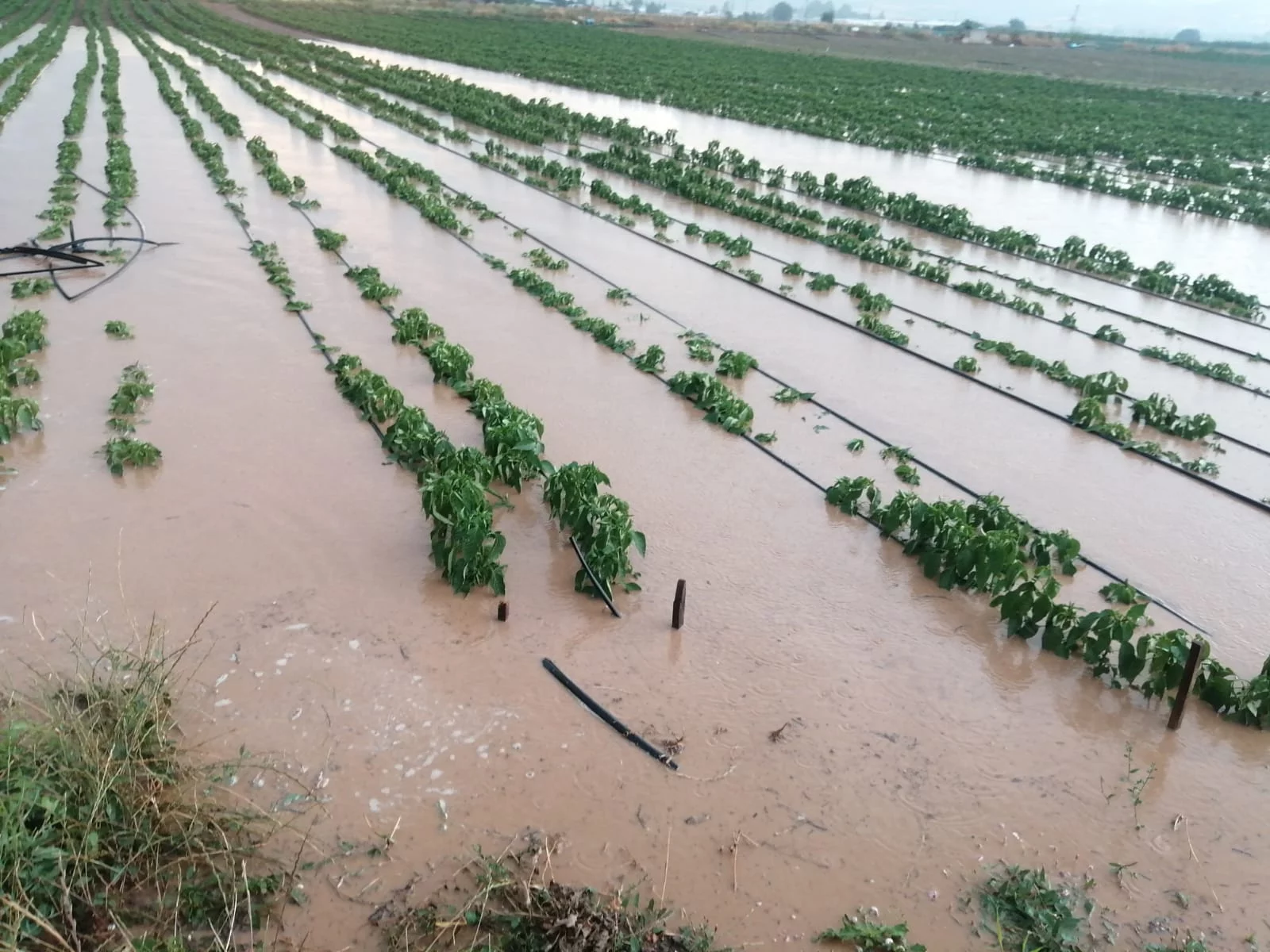 Yenişehir Ovası'nda 70 bin dönüm ekili alan 'su' altında kaldı
