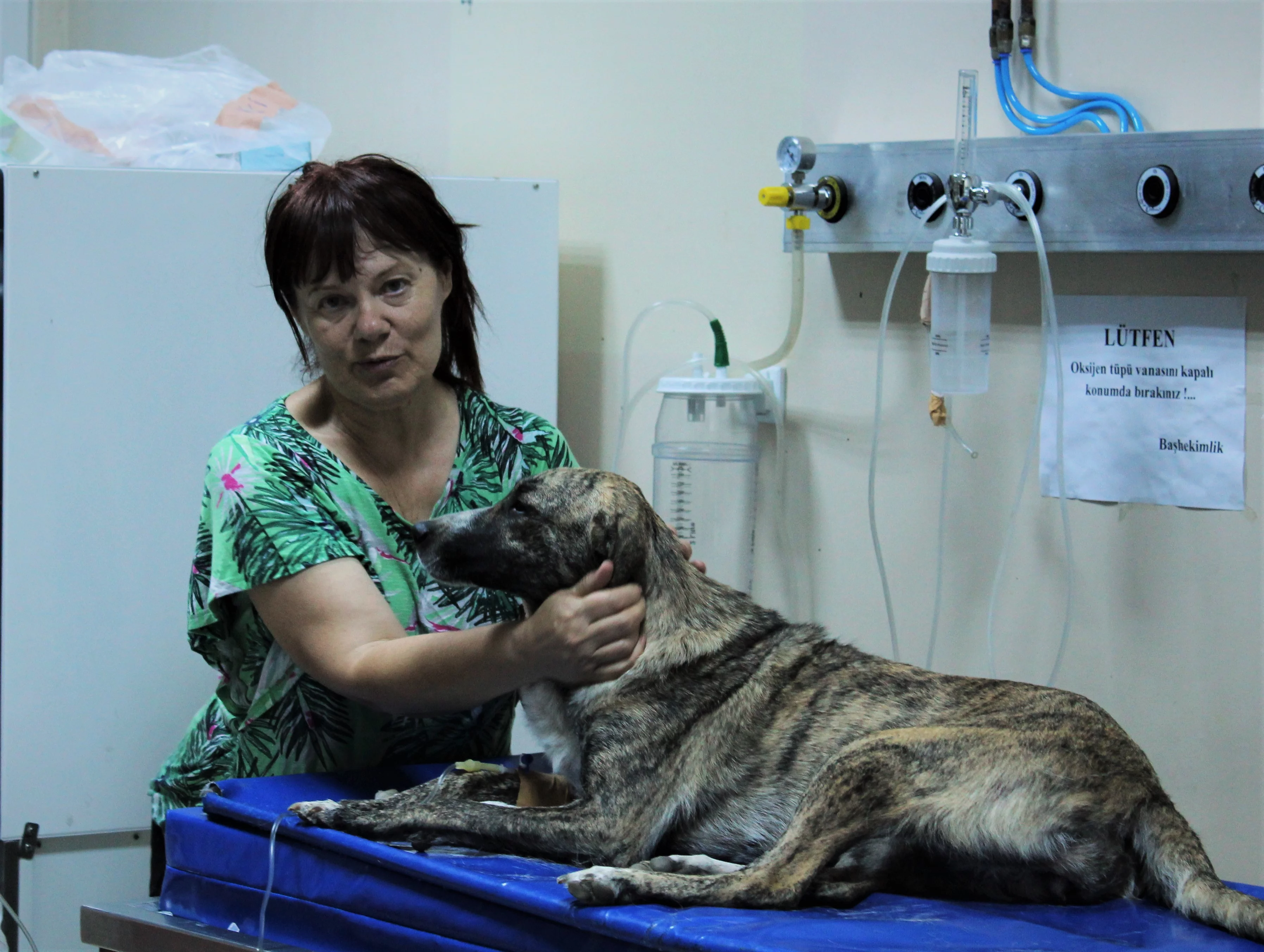 Zehirlenen köpeği taksi ile hastaneye yetiştirdi